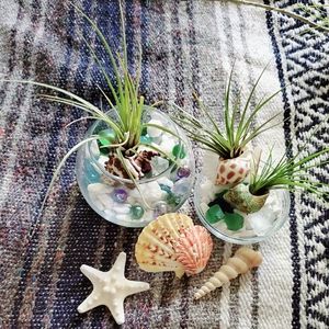 3 Beautiful Live Airplants in Natural Seashells